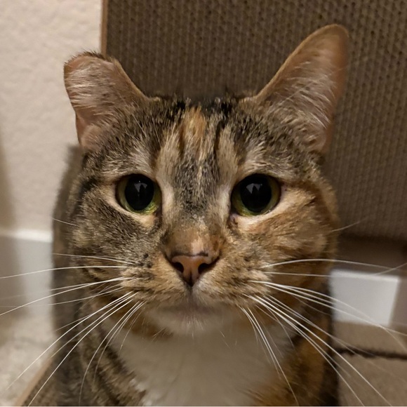 bbybubs
